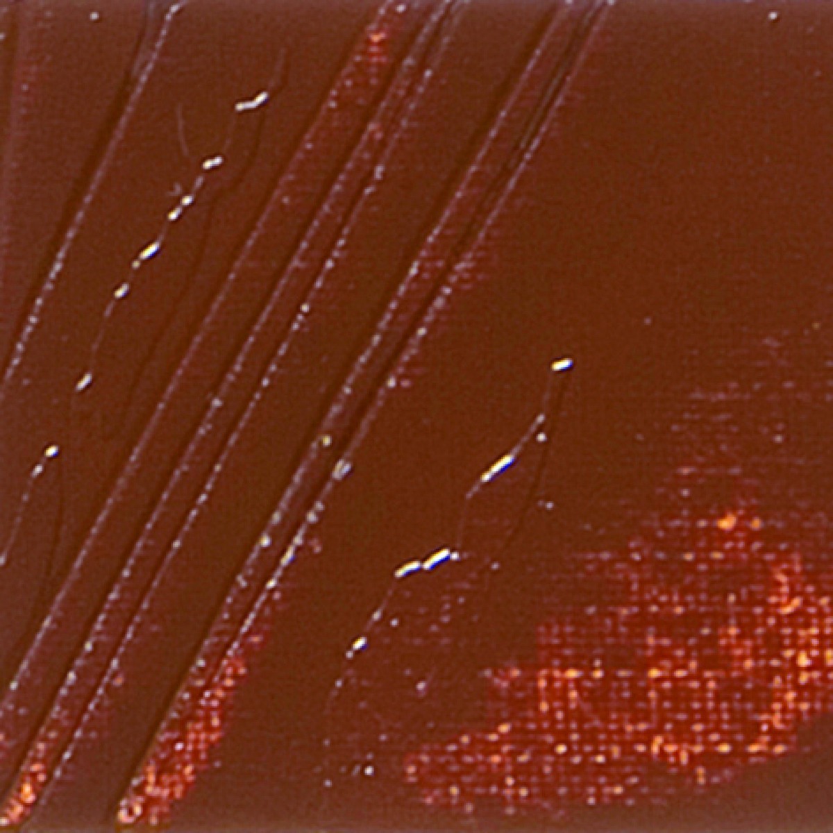 STUDIO XL FINE OIL - BURNT SIENNA(22)